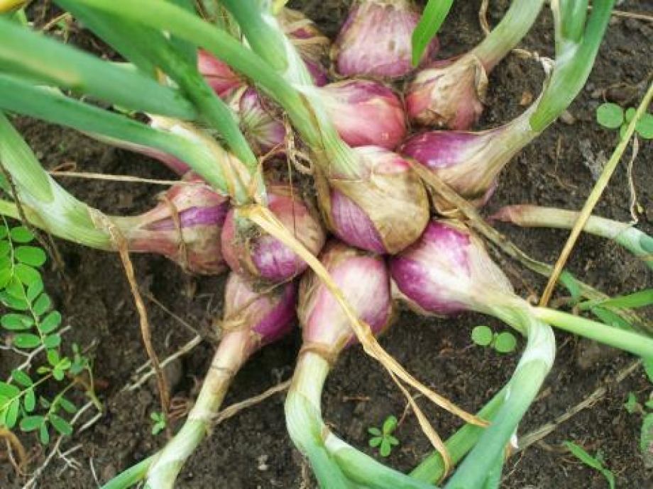 Teknologi Landak menanam Bawang merah, Hasil 1 haktar 16 ton