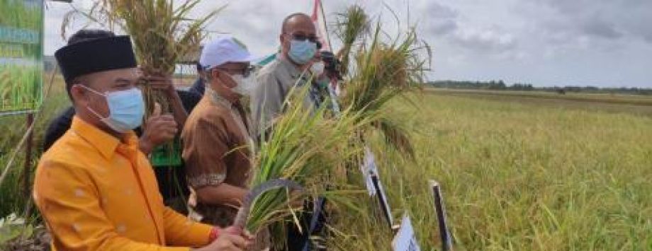 Panen padi Ringka Cundong di Salatiga hasil ubinan capai 8 ton per hektare