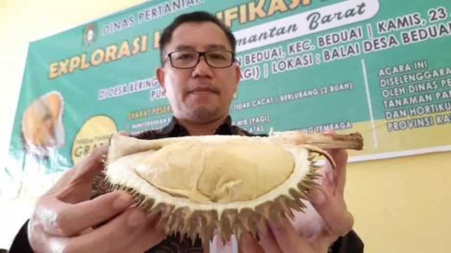 Distan TPH siap hadir jembatani kemitraan petani durian dan perusahaan pegolahan