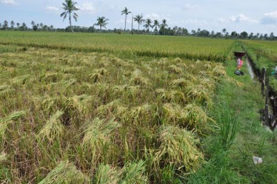 Antisipasi cuaca ektrem petani di Kalbar didorong ikut asurasi usaha tani