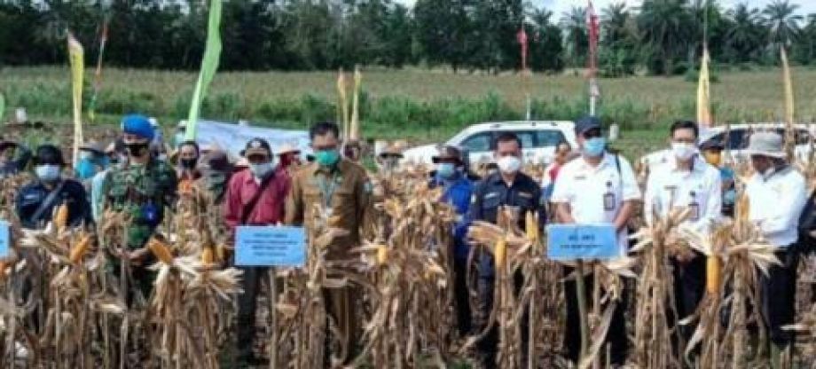 Bengkayang dicanangkan sentra jagung Kalbar