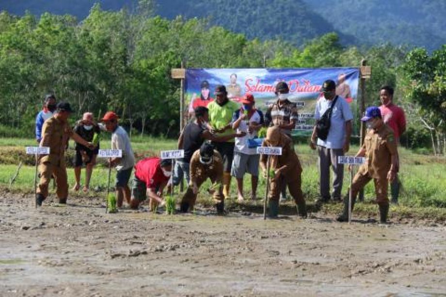 Penyuluh Pertanian di Singkawang dan Jajar Legowo 2:1