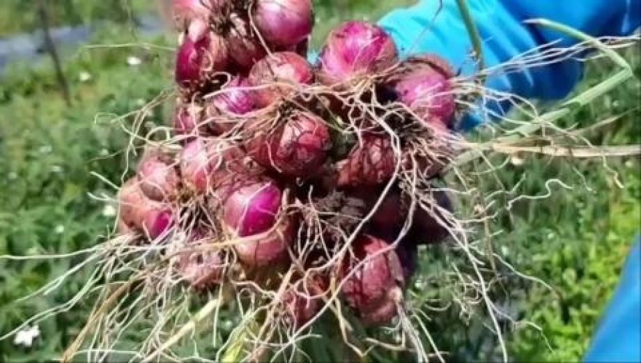 Luas lahan budidaya bawang merah di Kalbar capai 57 hektare