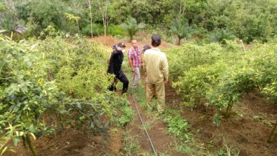 Melihat Langsung Kebun Cabe di Desa Mentonyek Kecamatan Mempawah Hulu Kabupaten Landak