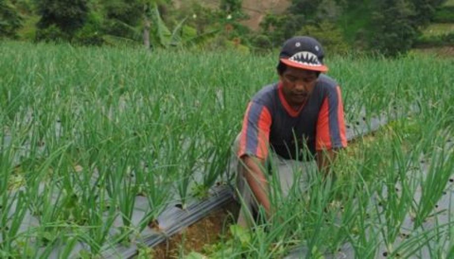 Sambas Siap kembangkan Bawang Merah