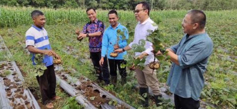 Komoditas Bengkuang asal Kabupaten Bengkayang sudah ekspor ke Sarawak, Malaysia