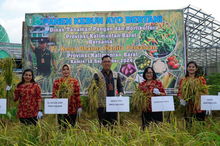 Kadis TPH Bersama Penjabat Ketua Dharma Wanita Persatuan Provinsi Kalimantan Barat Panen Padi Varietas Baroma dan  Beberapa Komoditas Hortikultura di Kebun Ayo Bertani