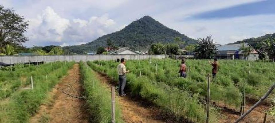 MELIHAT BUDIDAYA ASPARAGUS DI KOTA SINGKAWANG