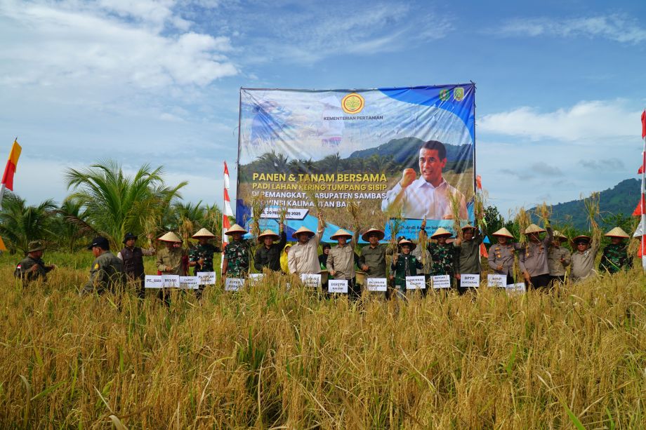 Panen dan Tanam Bersama Padi Lahan Kering Tumpang Sisip di Kecamatan Pemangkat