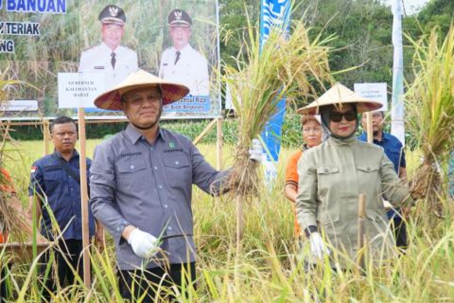 GUBERNUR KALBAR PANEN RAYA PADI DESA SETIA JAYA KECAMATAN TERIAK KABUPATEN BENGKAYANG