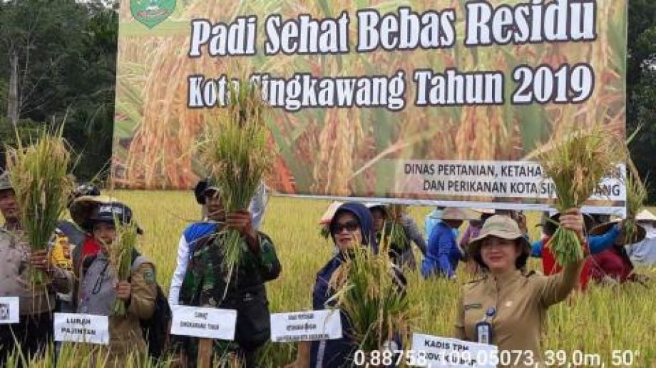 PRODUKTIVITAS DEMPLOT PADI SEHAT BEBAS RESIDU DI SINGKAWANG 6,336 TON PER HEKTARE