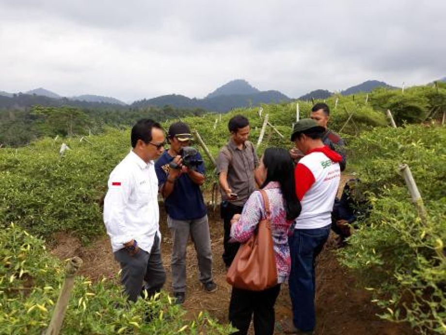 Menyulap Bukit Cinta di Pahauman Menjadi Lahan Pertanian Cabai