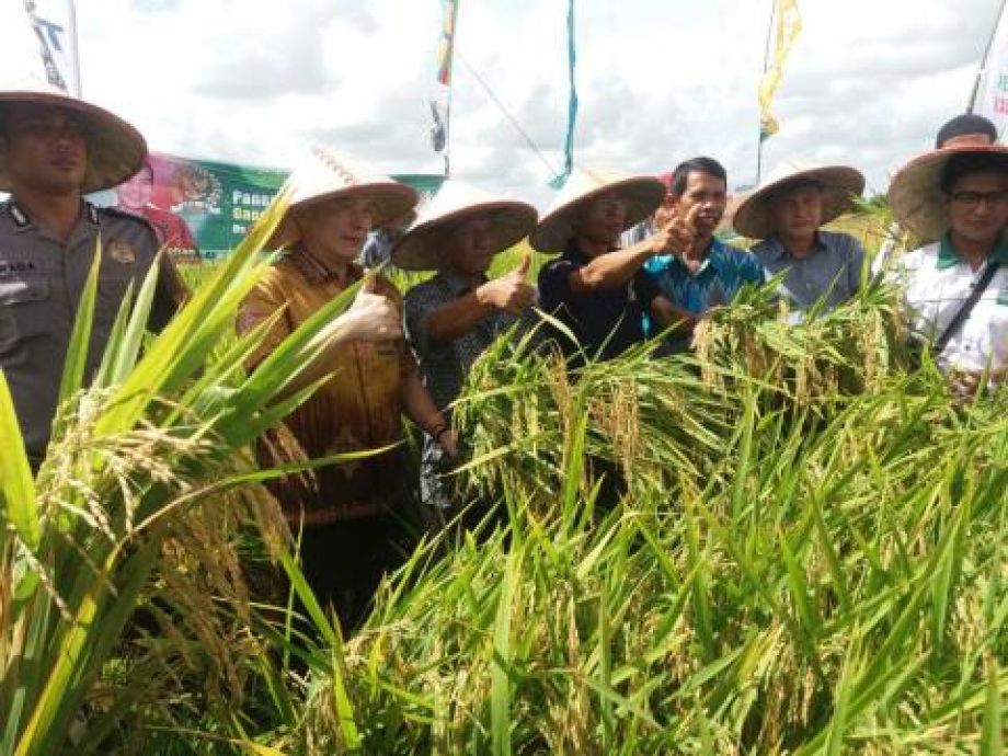 Begini Panen Perdana Padi Teknologi Hazton di Kalbar