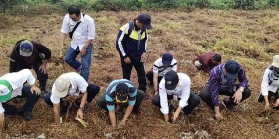 Distan Kalbar kembangan Keladi Singkawang tahun 2019 di Singkawang seluas 4 hektare