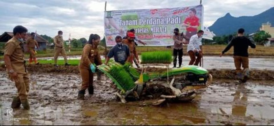 Penanaman Padi Varietas MIRA 1 di Singkawang