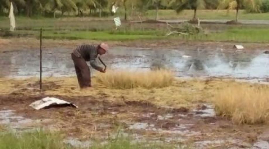 Petani singkawang bersikan lahan semai bibit padi