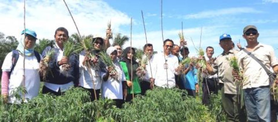 POKTAN SIDO MULYO PANEN BAWANG MERAH YANG DITANAM DI LAHAN GAMBUT