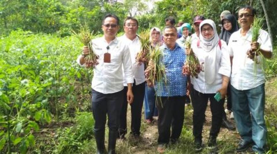 GAPOKTAN SUMBER MAKMUR BERHASIL KEMBANGKAN BAWANG MERAH DAN TOMAT DI LAHAN YANG SAMA