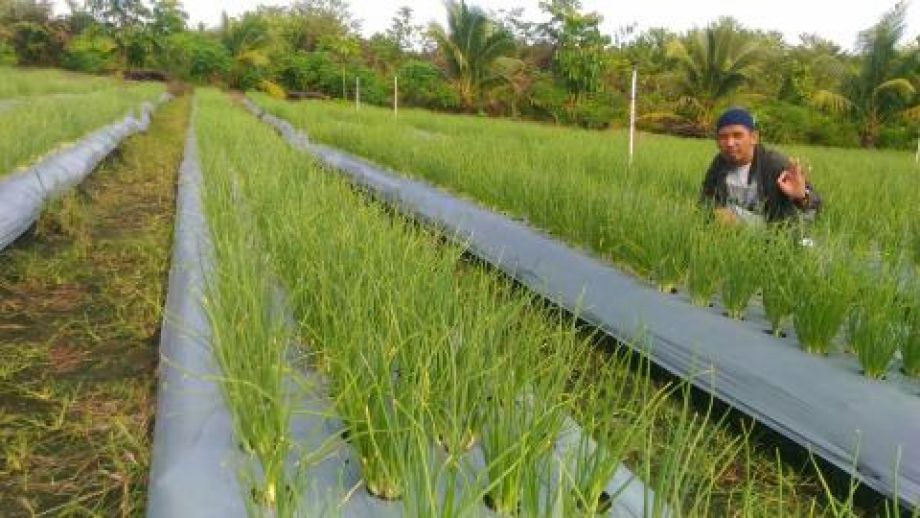 Distan TPH Provinsi Kalbar berhasil kembangkan tanaman bawang merah