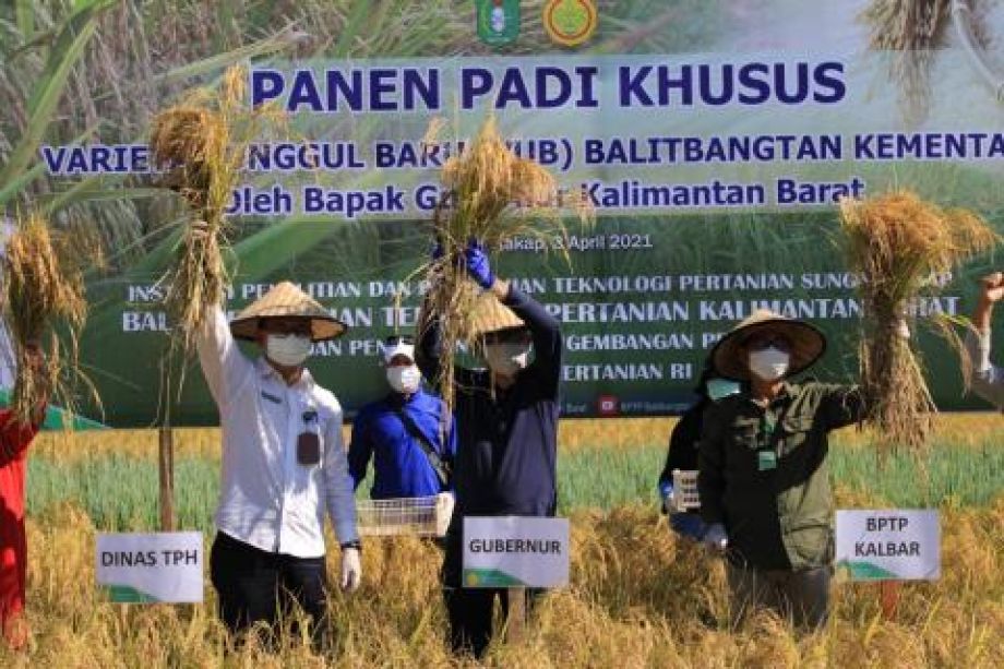 Kadistan TPH Kalbar dampingi Gubernur Kalbar panen padi varietas unggul baru