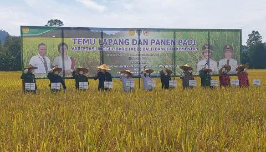 Pengembangan VUB Padi Khusus di Landak