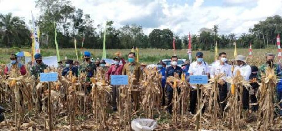 Dukungan Program pengembangan jagung di Bengkayang tahun 2021 sebesar 1.100 hektare