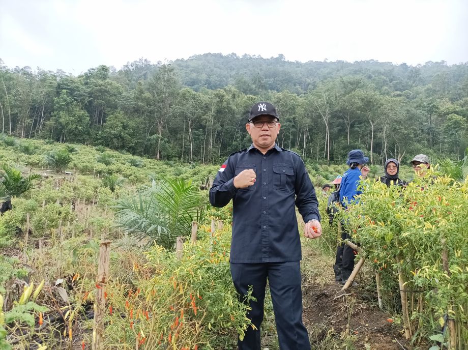 Hadapi lonjakan Kebutuhan Nataru, Dinas TPH Kalbar Kembangkan 70 Hektare Cabai