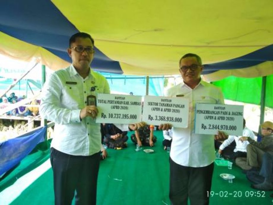 Kabupaten Sambas dapat bantuan program benih padi hibrida seluas 2.700 hektare