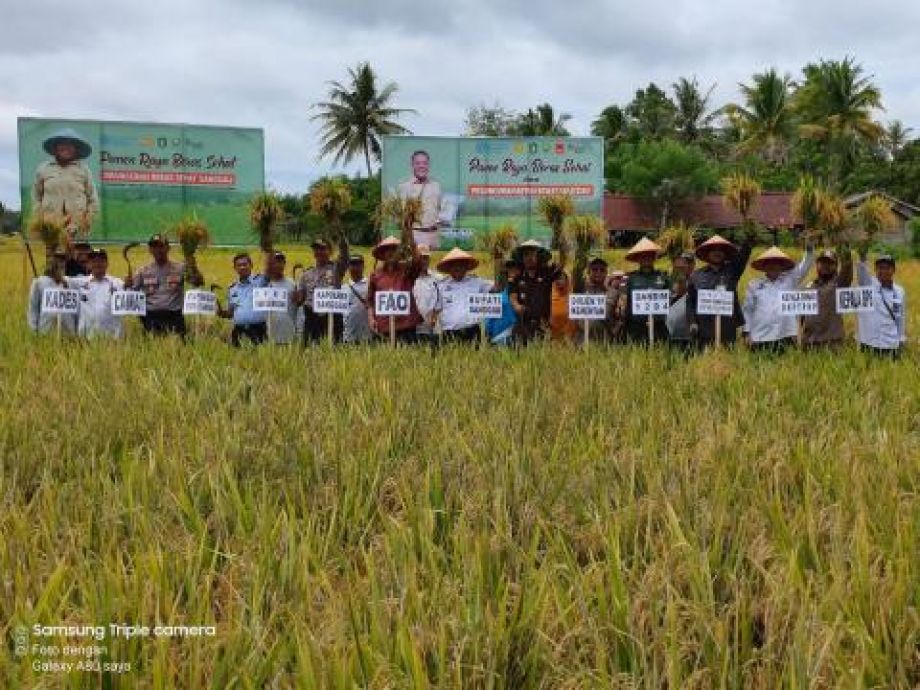 Panen padi di Program Desa Organik Sanggau