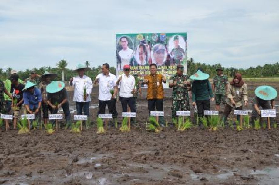 Tingkatkan Produksi Padi Kalbar Dorong Padi Lahan Kering