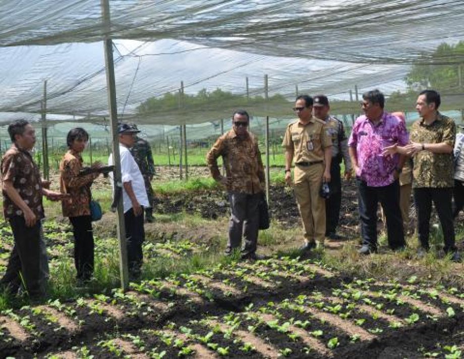 PETANI SAYUR BERHARAP QUOTA PUPUK BERSUBSIDI DI TAMBAH