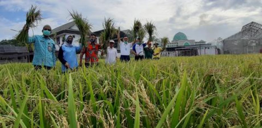 Panen padi di kebun percontohan Distan TPH Kalbar.