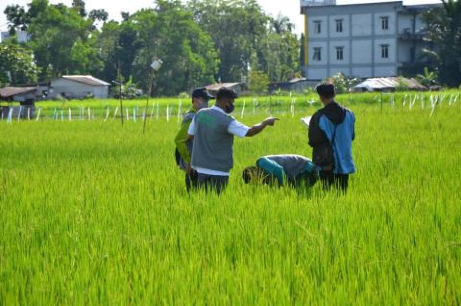 Kendalikan Inflasi, Dinas TPH Kalbar Tingkatkan Produksi Komoditas Pangan Strategis