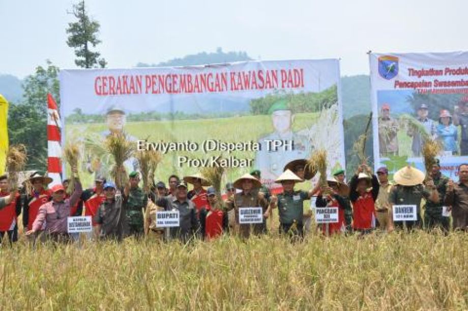 Panen Raya Padi Program SL-PTT Di Kab.Sanggau