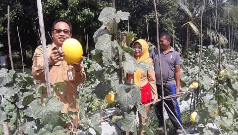 Petani Kalbar sudah bisa penuhi kebutuhan melon