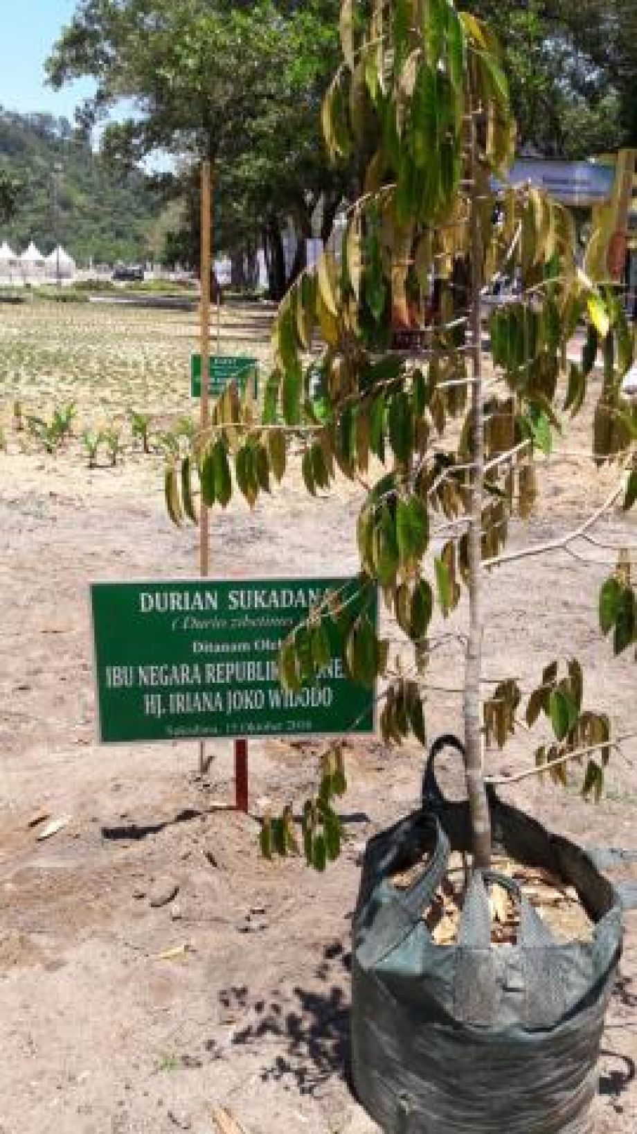 Tanaman Durian dan Jeruk masih menjadi potensi unggulan Kalbar.