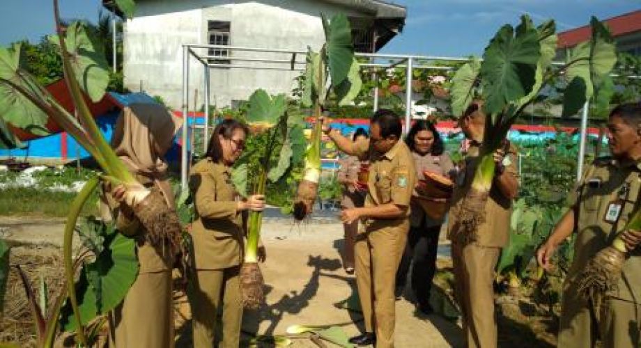 Produksi jenis Keladi Singkawang mencapai 25 ton per hektare