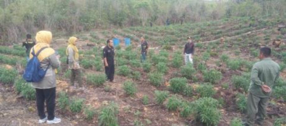 Dinas Pertanian TPH Kalbar bina petani cabai di Kecamatan Badau