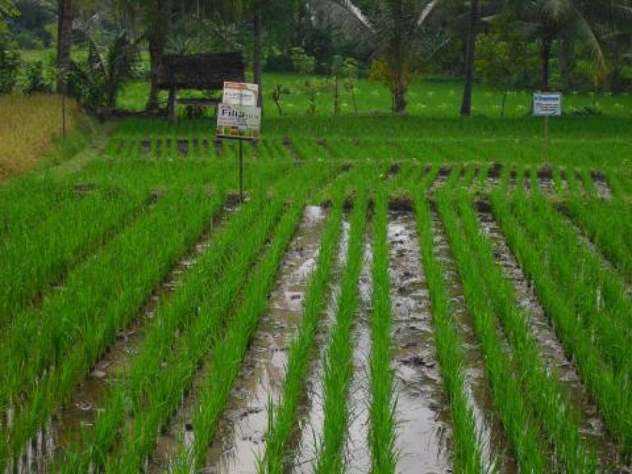 Dinas Tanaman Pangan dan Hortikulturan Kalbar dorong percepatan tanam padi