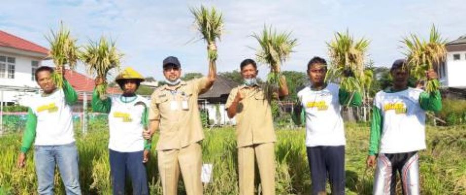 Panen Demplot Pengembangan Padi Zinc, Hasilnya Capai 5 Ton Per Hektare