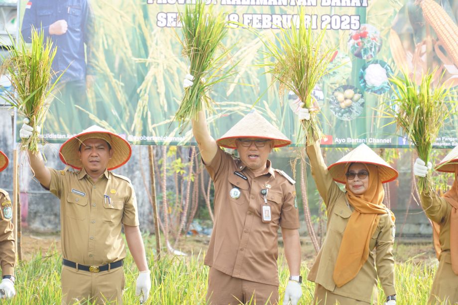 Kadis TPH Kalbar Panen Padi Inpari IR Nutri Zinc di Kebun Ayo Bertani