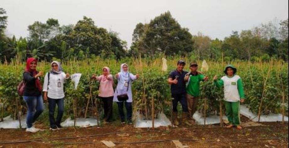 Distan TPH Kalbar kembangkan potesi tanaman hortikultura di Bengkayang