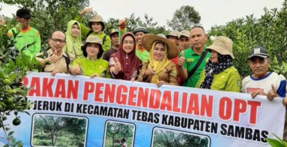 Petani jeruk diajarakan pengendalian Organisme Pengganggu Tumbuhan