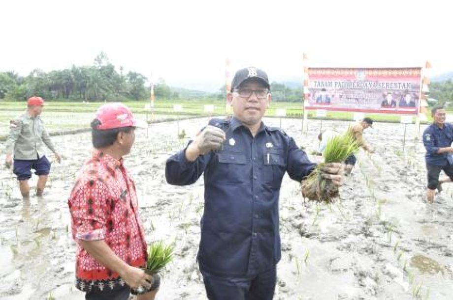 Tanam Padi Perdana Serentak di Desa Pakumbang