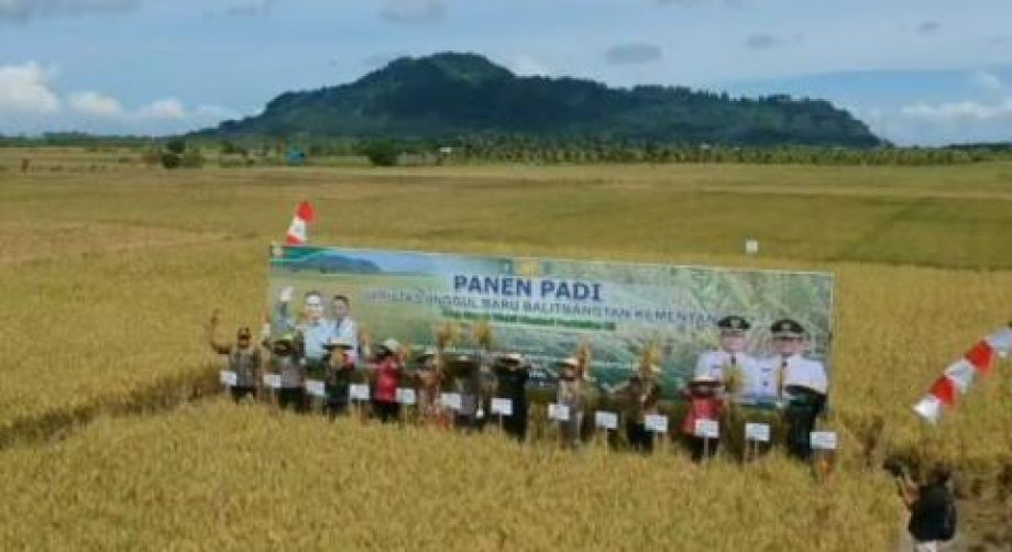 Kadis TPH Kalbar dampingi Wamentan RI Panen Padi varietas unggul baru Inpari 36 dan 37 di Sambas