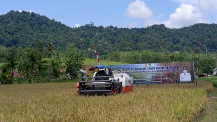 Angka Sementara produksi padi 2022 di Kalbar 814.743 ton GKG