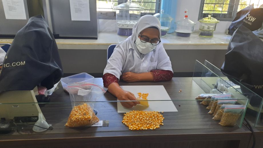 Kegiatan Validasi Metode Pengujian Warna Lain Pada Benih Jagung Komposit Antara Laboratorium UPTPSB DISTPH Kalbar Dengan Balai Besar PPMBTPH Kementan RI