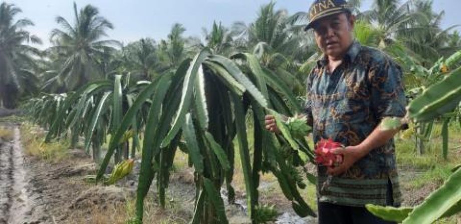 Mengenal Suhardik, petani buah naga inspiratif asal Jawai, Kabupaten Sambas