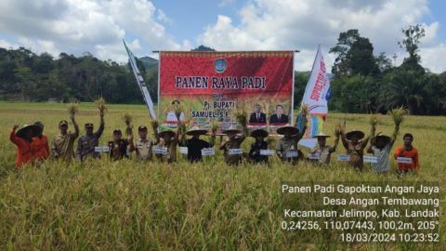 Kabid Penyuluhan DISTPH Kalbar Hadiri Kegiatan Panen Raya Padi di Gapoktan Angan Jaya, landak