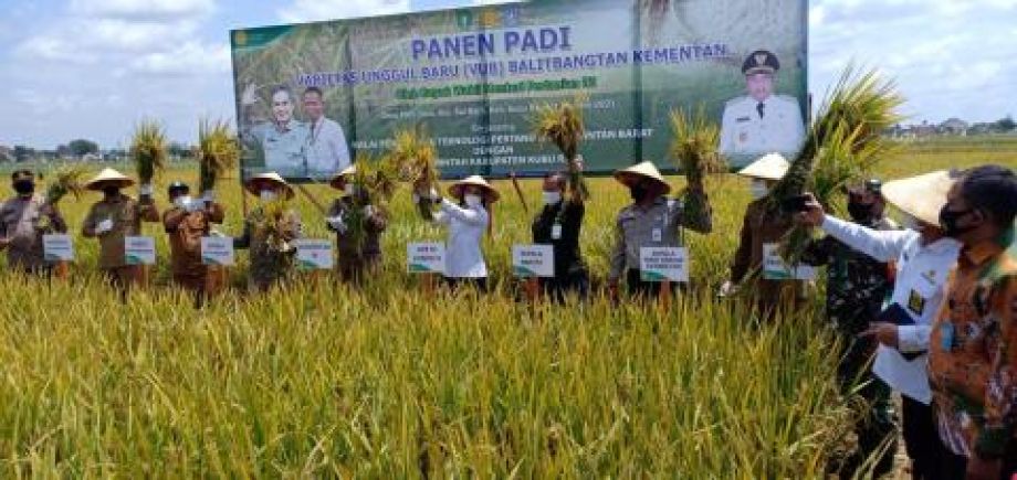 Kadis TPH Kalbar ikut dampingi Wamentan panen benih sumber varietas Inpari 46 di Kubu Raya